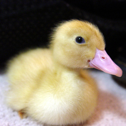 A photograph of a baby duck