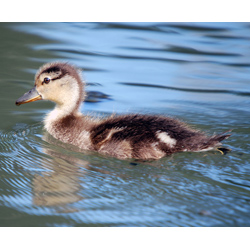 Another photograph of a baby duck.